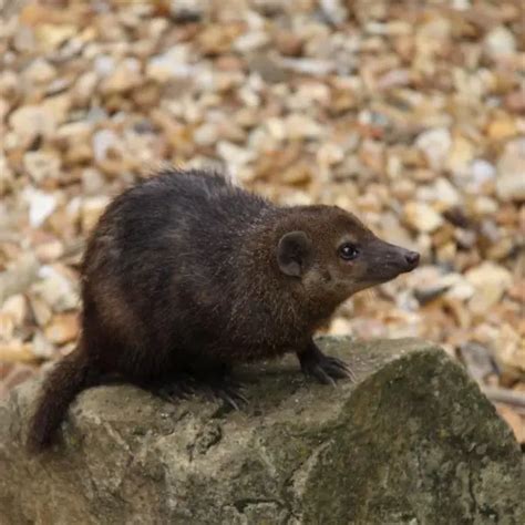 Long-Nosed Potoroo - Facts, Diet, Habitat & Pictures on Animalia.bio