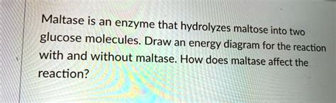 SOLVED: Maltase is an enzyme that hydrolyzes maltose into two glucose ...