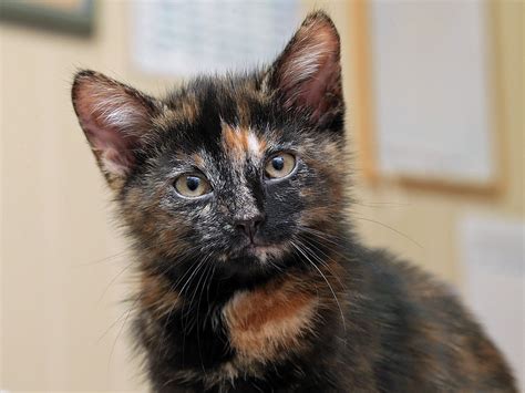 Unwanted kitten is actually Scotland's rarest cat | Press and Journal