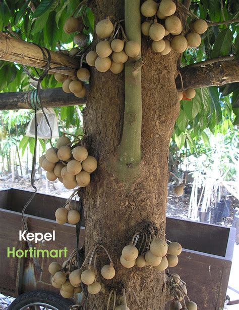 Stelechocarpus burahol known as kepel fruit, kepel apple or burahol is ...