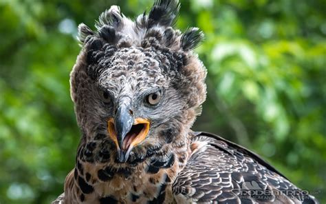 Ten of the Largest Birds of Prey in the World