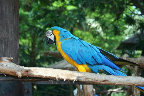 Blue And Yellow Macaw Parrot 2 Free Stock Photo - Public Domain Pictures