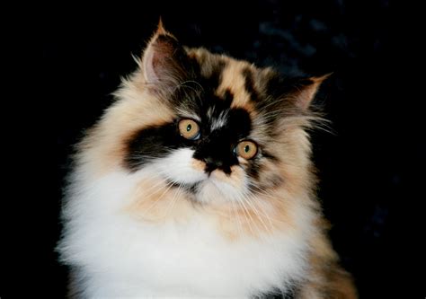 Calico Persian kitten ~ Ultra Rare Persian Kittens For Sale - (660) 292 ...