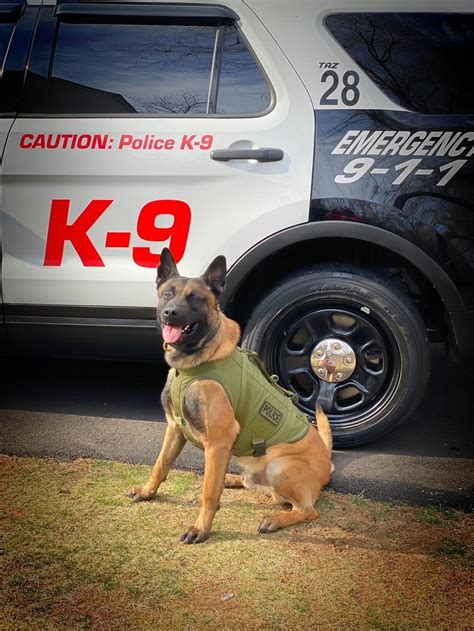 Newest Member of our K9 Unit is a 2-year-old Belgian Malinois ...