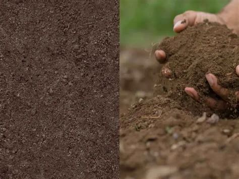 Top Soil vs Garden Soil - Home Soils