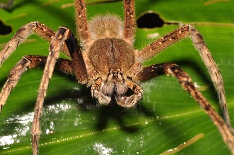 What are the most commonest spider bites symptoms? [with pictures]