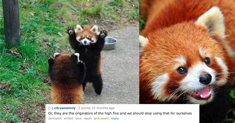 30 Times Red Pandas Put Their Hands In The Air Like They Just Don't ...