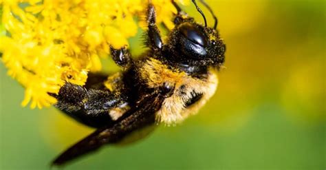 Do Bumble Bees Sting? - A-Z Animals