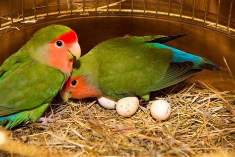 Unveiling the Secrets of Lovebirds: The Ultimate Guide!