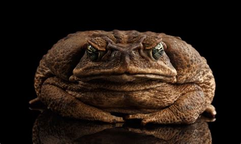 Meet the Largest Toad in the World - A-Z Animals