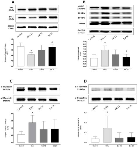 Western blot results of biomarkers of protein synthesis, proteolysis ...