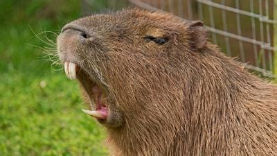 Fact File: Capybara - CBeebies - BBC