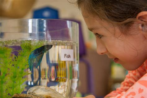 Pets in the preschool classroom