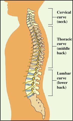 Anatomy of a Normal Spine | Saint Luke's Health System