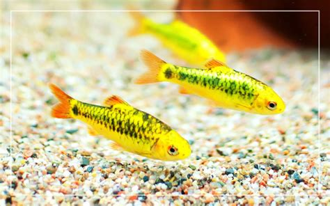 Gold Barb Fish Profile - Care, Feeding, Breeding, Tank Mates & Requirements