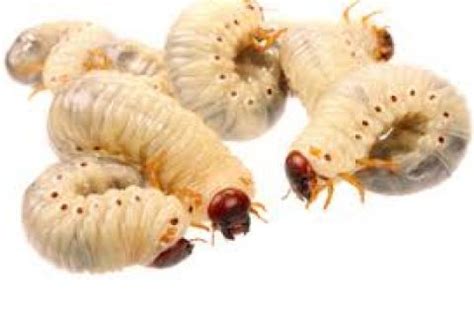 New Science Shows How Maggots Heal Wounds | Portside