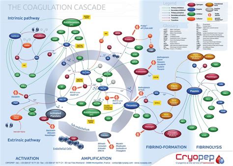 Cryopep hemostasis coagulation - THE COAGULATION CASCADE POSTER