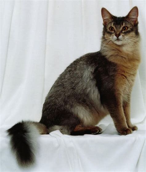 Ruddy Silver Somali | Cat breeds, Cats, Beautiful cats