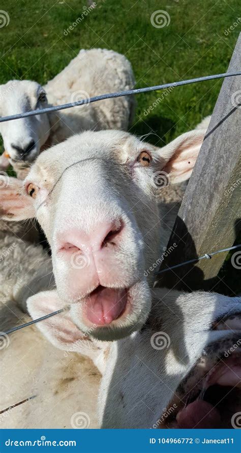 Sheep with Tongue Out Baaing Stock Photo - Image of gaze, farm: 104966772