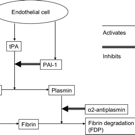 A schematic presentation of the fibrinolytic system. | Download ...