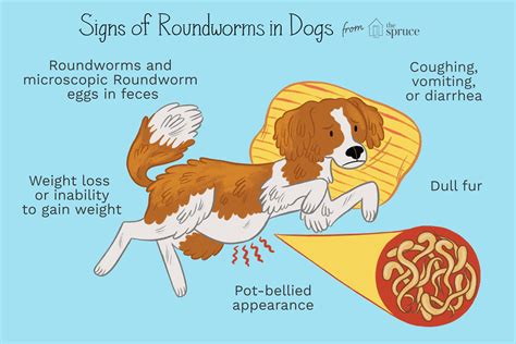 How to Treat Roundworms in Puppies and Dogs