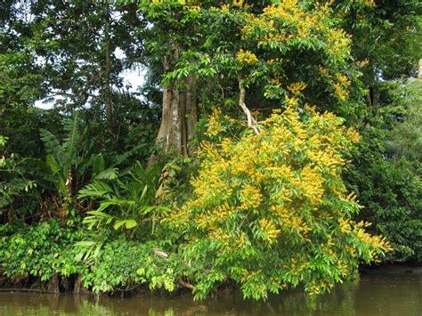 Pterocarpus officinalis - a photo on Flickriver