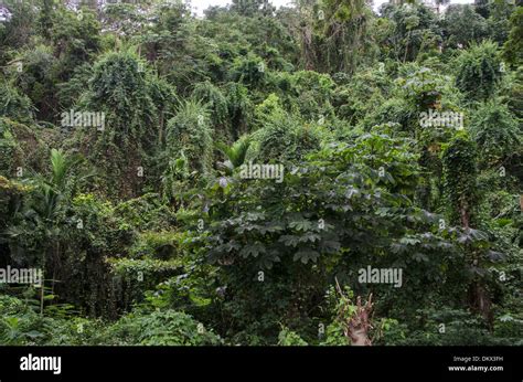 Jamaica, rainforest, forest, Ocho Rios, Jamaica, nature Stock Photo - Alamy