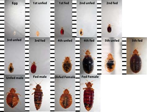 Baby Bed Bugs (Nymphs): Facts, Colors, Sizes, Bites, and How to Identify