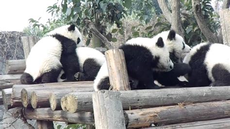 Baby Pandas Playing - YouTube