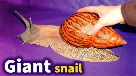 All you should know about the Giant African Land Snail - YouTube