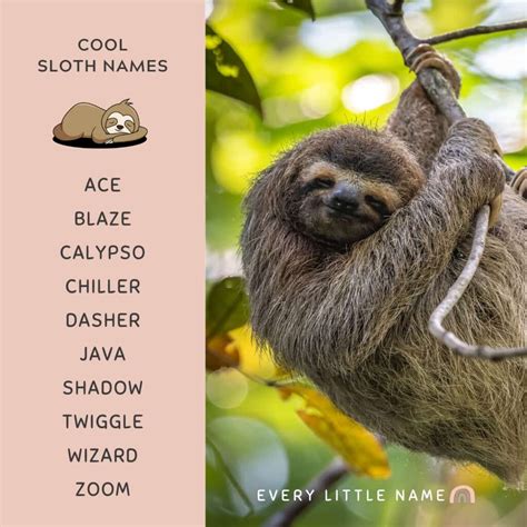 200+ Best Sloth Names (Cute, Funny, and Cool) - Every Little Name