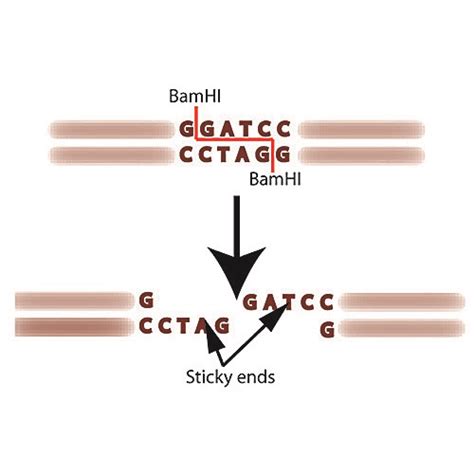 DNA Restriction Digestion Analysis Kit