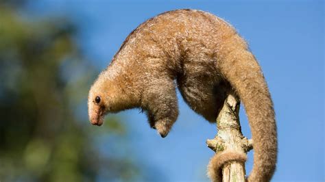 The Fascinating World of Silky Anteaters | Britannica