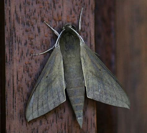 Moths - Australian Natural History Images by Christine Walsh