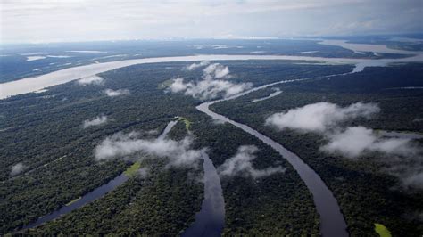 How scientists discovered a lost rainforest and new species in ...