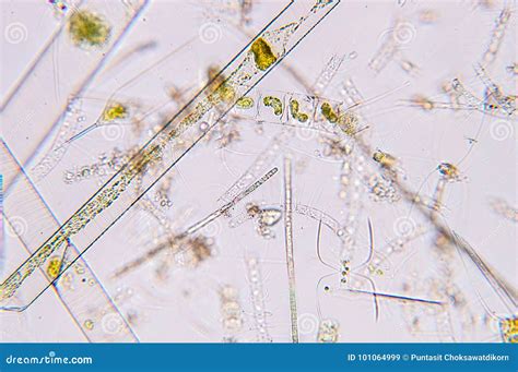 Marine Aquatic Plankton Under Microscope View Stock Image - Image of ...