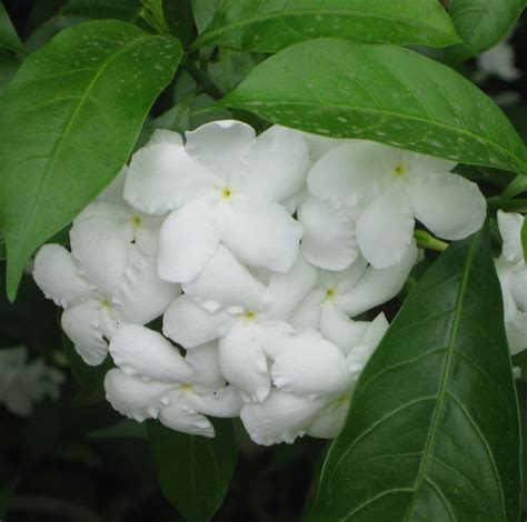 Buy Crape Jasmine Seeds - Rarexoticseeds