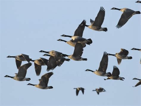 Mysteries of migration | Outdoors | bismarcktribune.com