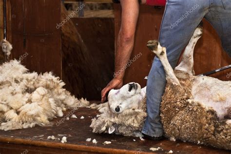 Sheep shearing, New Zealand — Stock Photo © JanMika #5519065