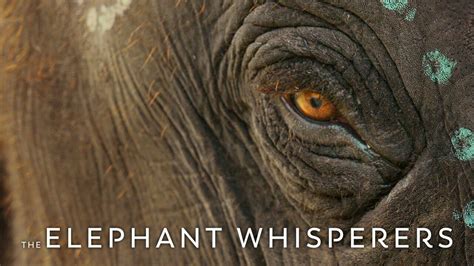 The Elephant Whisperers - Netflix Documentary - Where To Watch