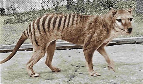 Remains of last known living thylacine found in a cupboard 85 years on ...