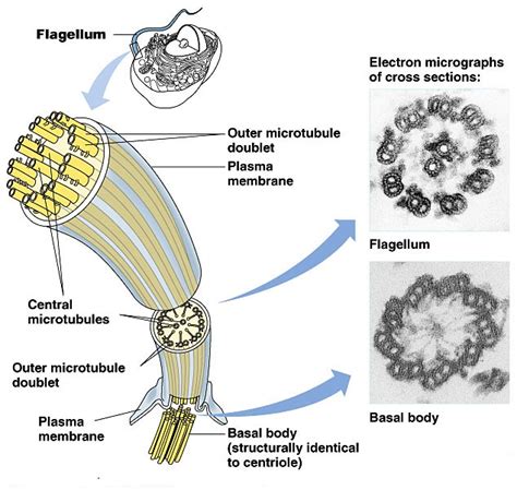 Algal Flagella Structure