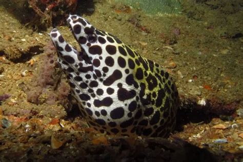 Moray Eel Size and Tank Size for Saltwater Eel Species