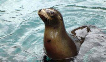 California Sea Lion Habitat