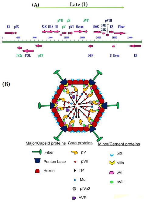 Viruses | Free Full-Text | Adenovirus Core Proteins: Structure and Function