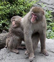 Japanese macaque - Wikipedia