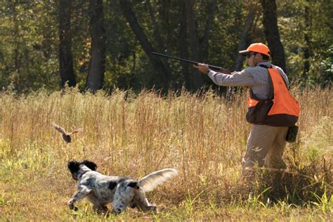 Home - Premier Quail Hunting