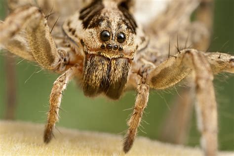 Spider Facts - The Body of a Spider