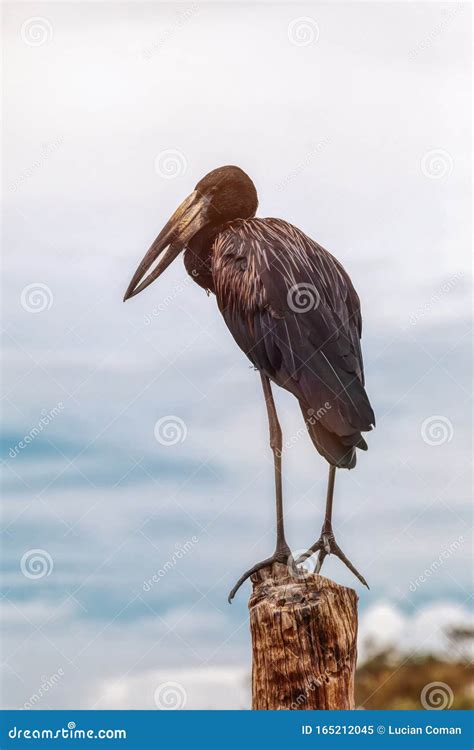 African black stork stock image. Image of beak, stork - 165212045