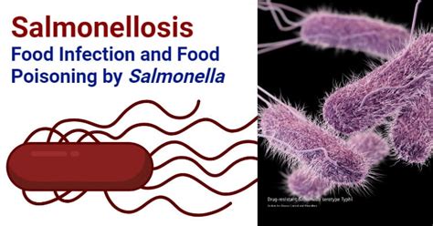 Salmonellosis- Food Infection and Food Poisoning by Salmonella